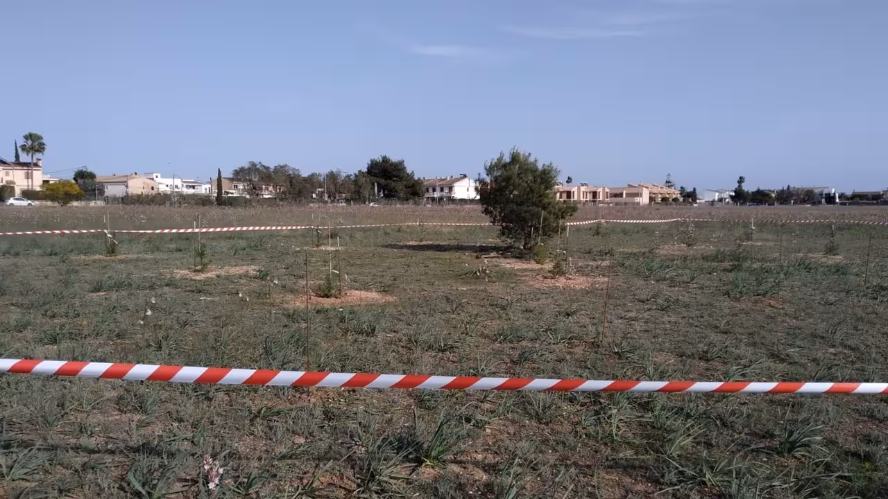28/03/2021 Pinos sembrados en Son Bonet por la plataforma vecinal..

La plataforma vecinal Son Bonet Pulmó Verd ha celebrado la postura del vicepresidente del Govern balear, Juan Pedro Yllanes respecto al proyecto del Parque Fotovoltaico de AENA.

SOCIEDAD ESPAÑA EUROPA ISLAS BALEARES AUTONOMÍAS
SON BONET PULMÓ VERD