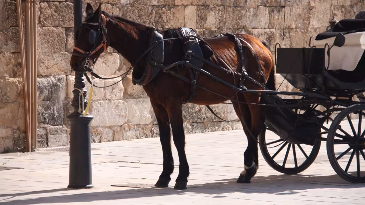 02/04/2021 Un caballo de una calesa atado a una farola en Palma..

Progreso en Verde ha reclamado a la Unión Europea "el fin de la explotación" de los caballos de las calesas.

SOCIEDAD ESPAÑA EUROPA ISLAS BALEARES AUTONOMÍAS
PROGRESO EN VERDE