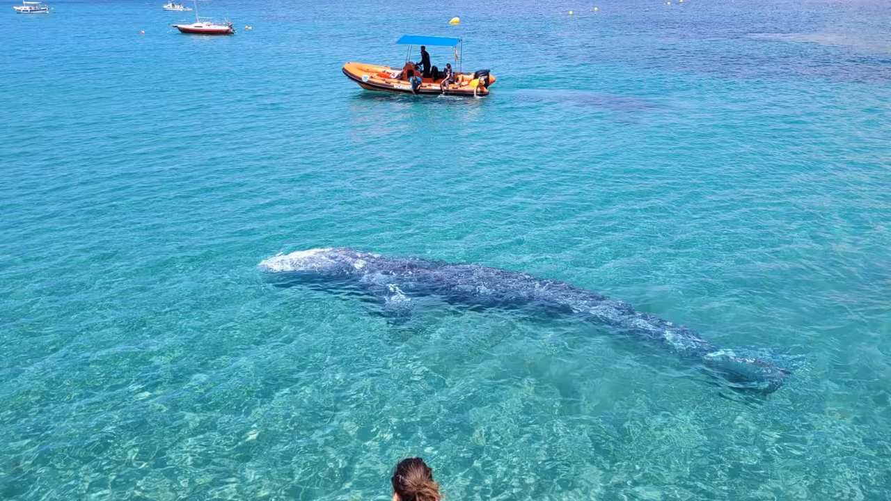 20-05-2021 Ballena gris en la zona de Calvià (Mallorca).
SOCIEDAD ESPAÑA EUROPA ISLAS BALEARES AUTONOMÍAS
CAIB
