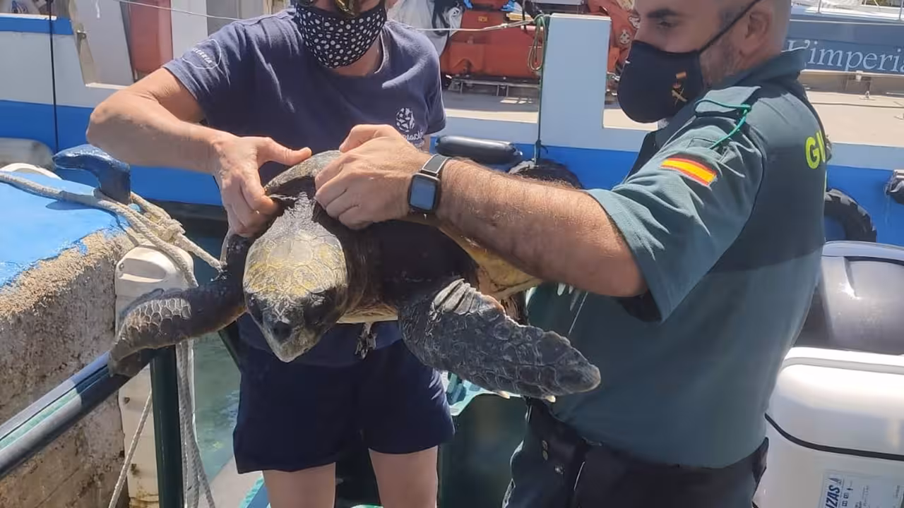 05-06-2021 Agentes de la Guardia Civil rescata un ejemplar de tortuga boba en aguas del mar balear.
SOCIEDAD ESPAÑA EUROPA ISLAS BALEARES AUTONOMÍAS
GUARDIA CIVIL