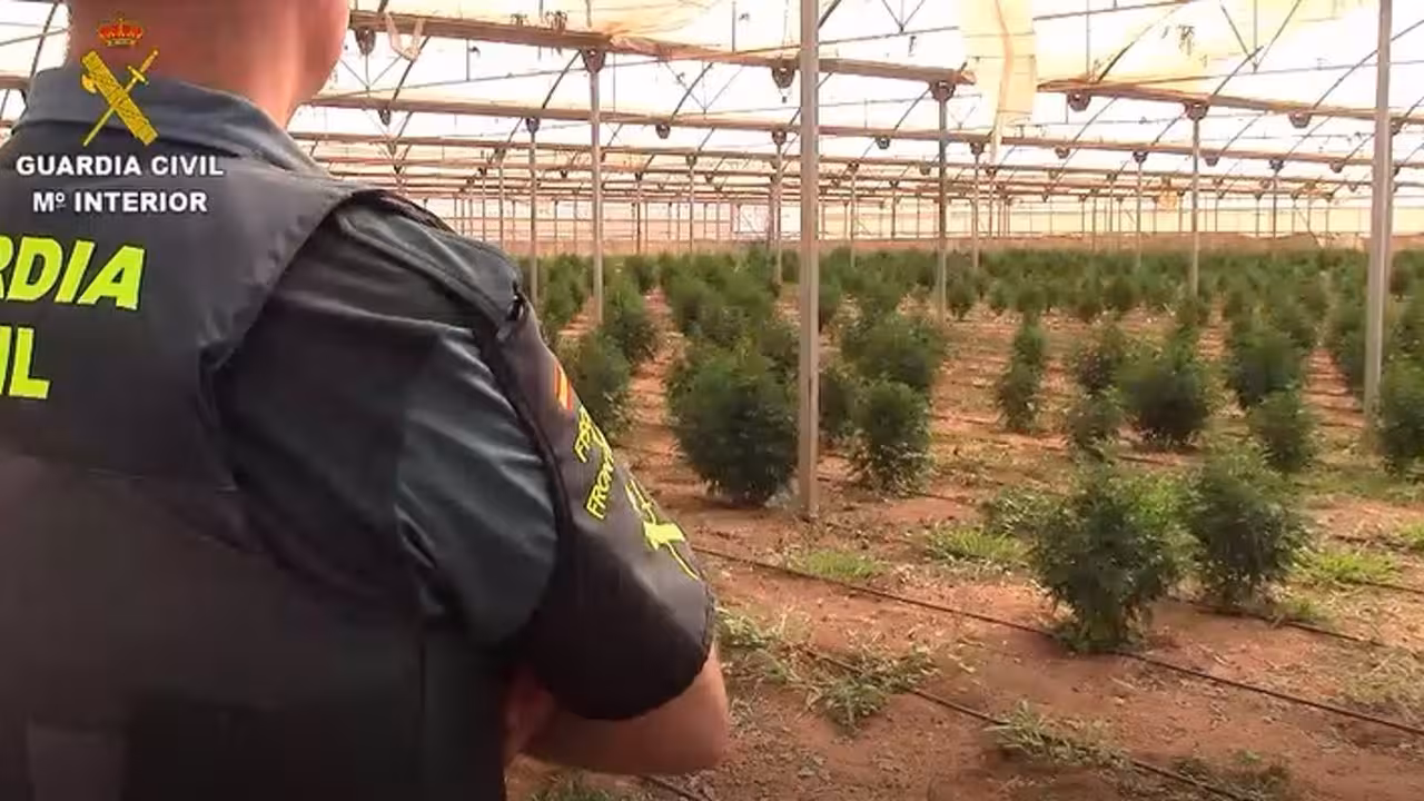 08-08-2021 Plantación de marihuana intervenida..