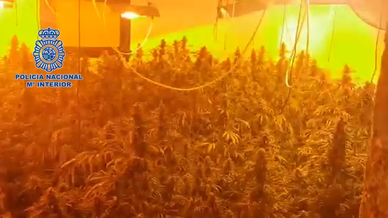 19-08-2021 Plantación de marihuana en Llucmajor.