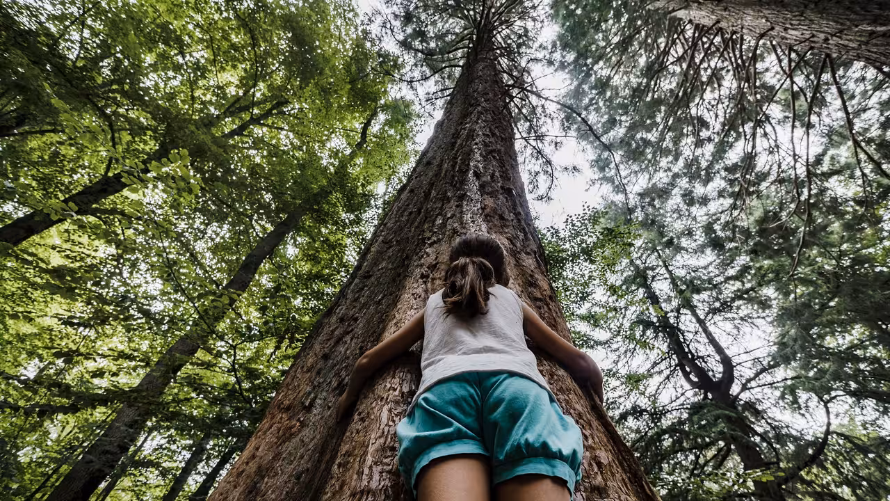 Girl embracing tree trunk of big sequoia