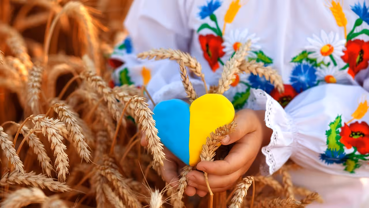 A yellow and blue heart and spikelets of wheat in the hands of a child in an embroidered shirt ( vyshyvanka). Wheat field at sunset.Unity Day, Independence Day of Ukraine, Embroidery Day