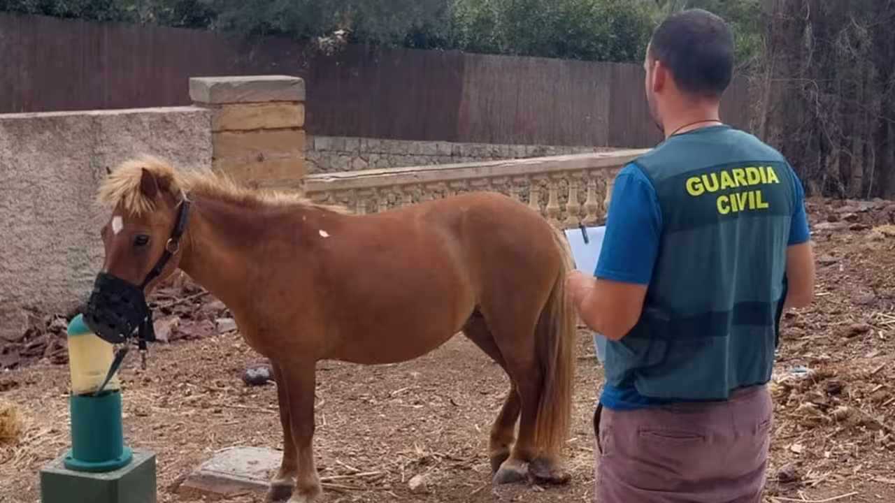 14/08/2023 El poni del Safari Zoo de Sa Coma de Sant Llorenç.

La Guardia Civil ha detenido a un hombre de nacionalidad española como presunto autor de un delito de hurto al robar un poni del Safari Zoo de Sa Coma de Sant Llorenç y llevárselo hasta una finca en Son Vida.

SOCIEDAD ESPAÑA EUROPA ISLAS BALEARES AUTONOMÍAS
GUARDIA CIVIL