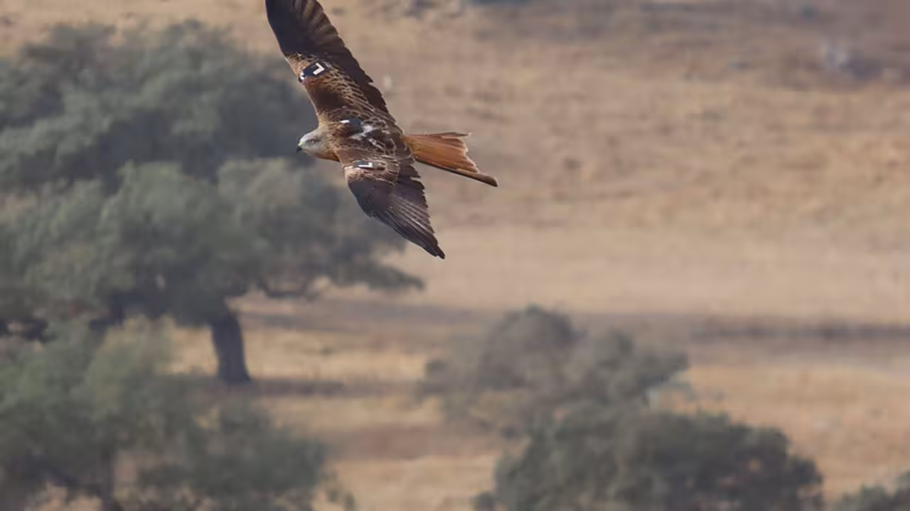 Milano real_ liberado en Extremadura LIFE Eurokite