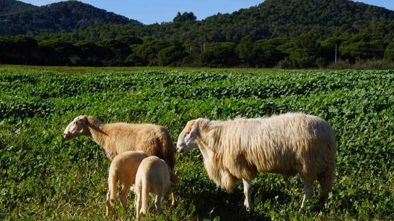 La Ley Agraria