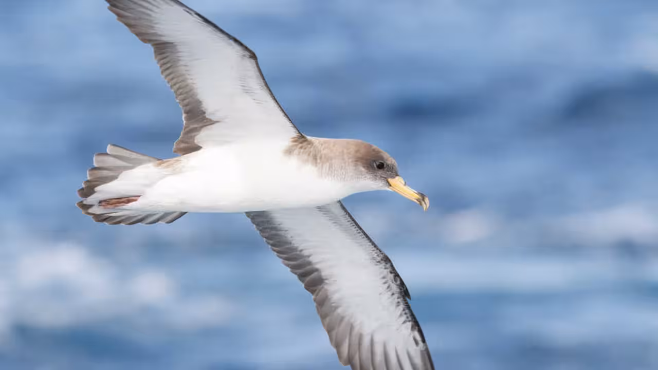 pardela cenicienta mediterr&aacute;nea Autor Pep Arcos SEOBirdLife