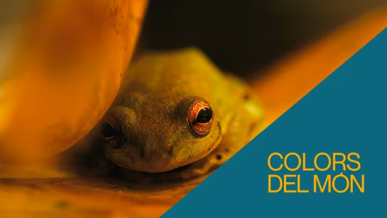 A-CC-02908-0008-PG_cat