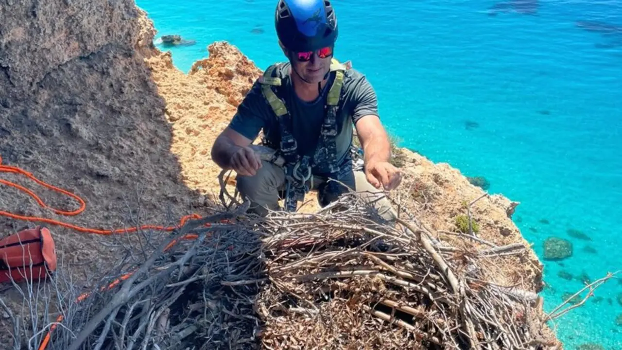 Instalaci&oacute;n de nidos artificiales
