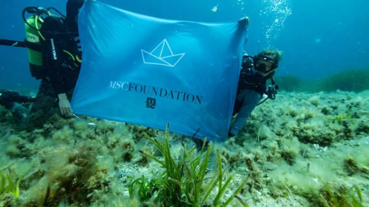 MSC foundation