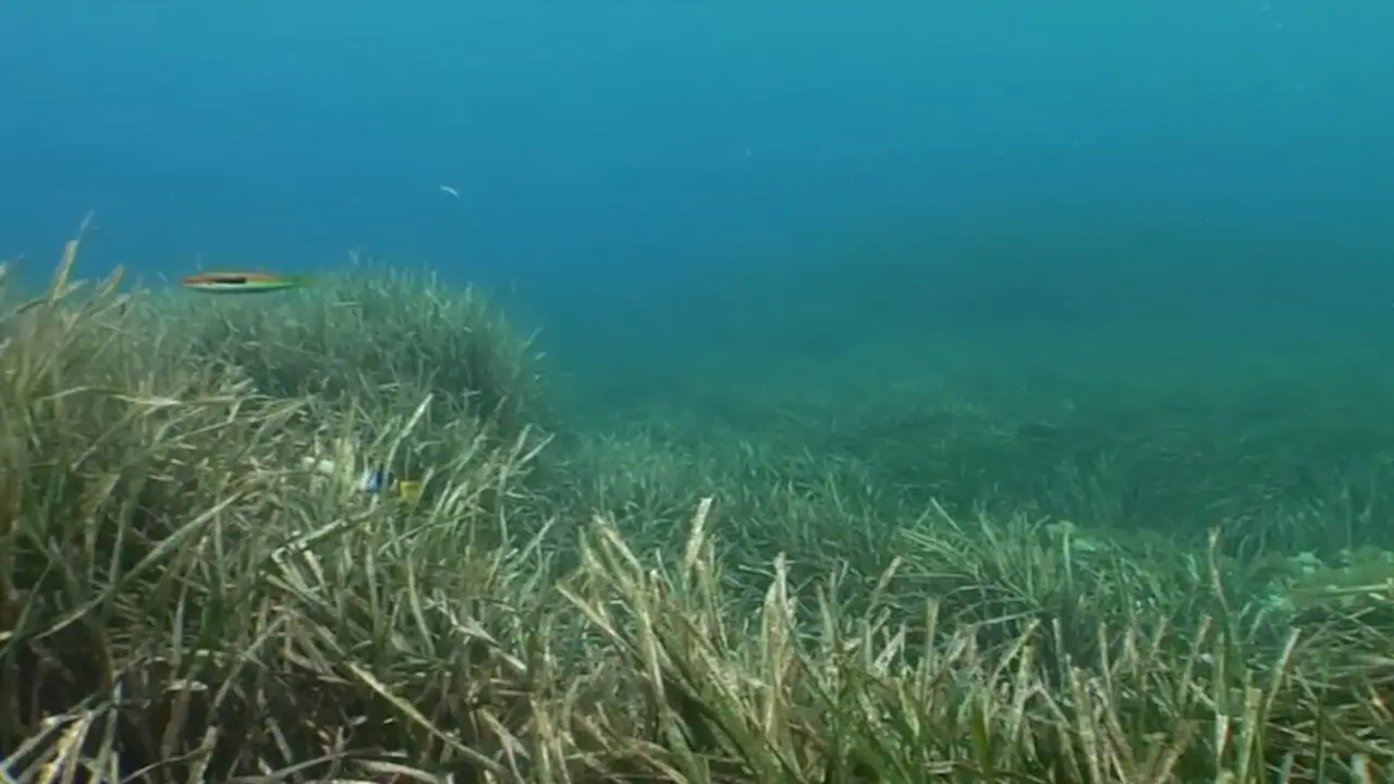 Archivo - Posidonia