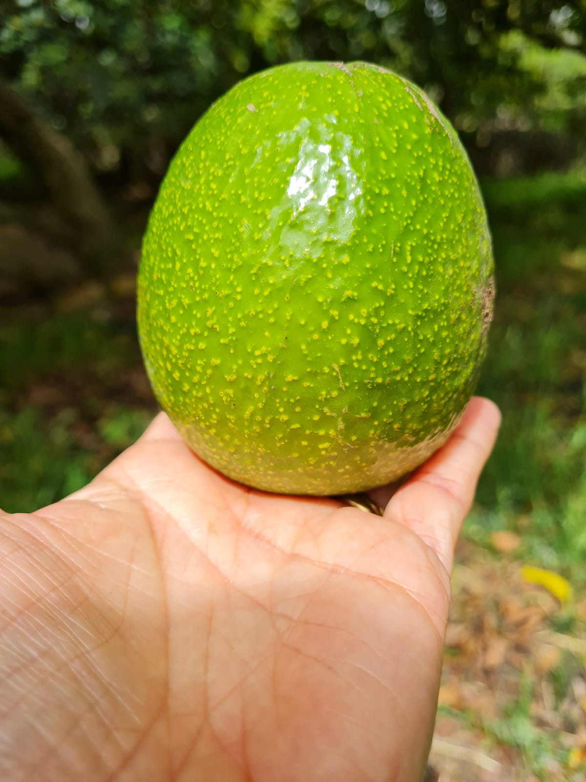 Aguacate