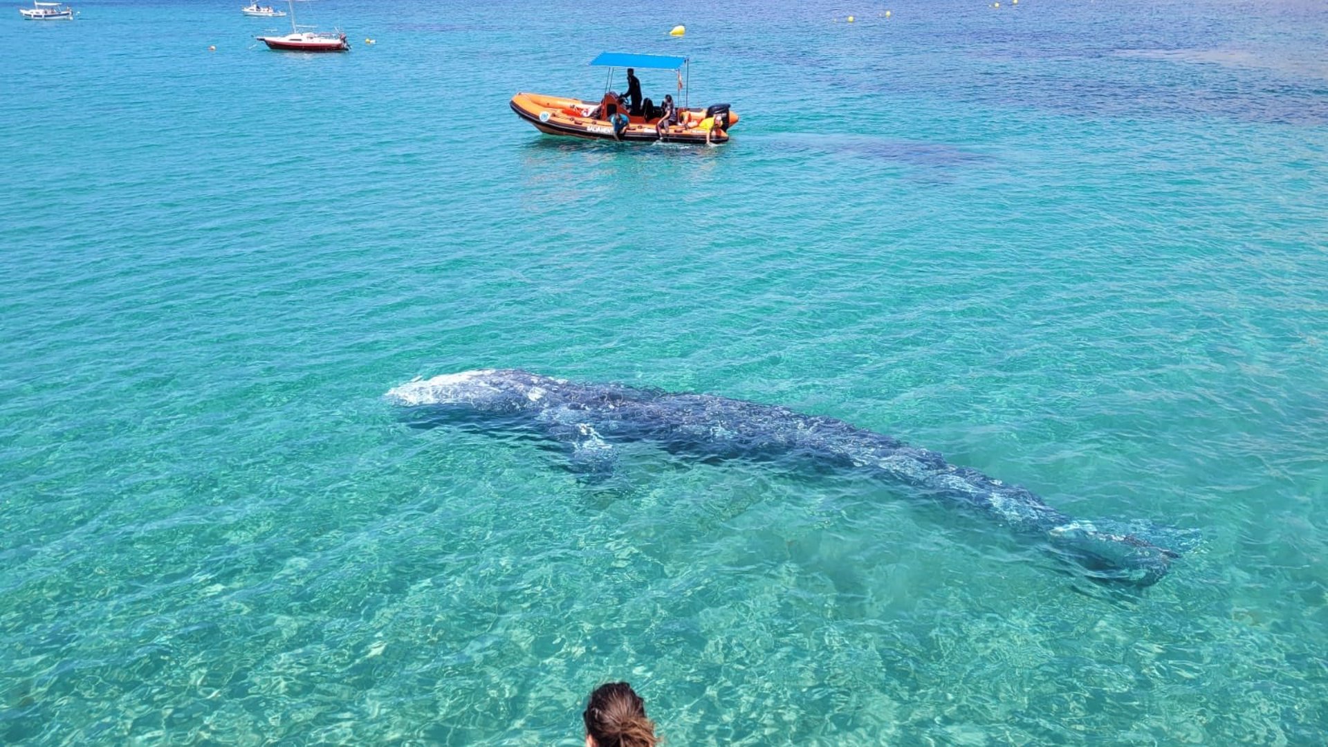 Ballena Wally
