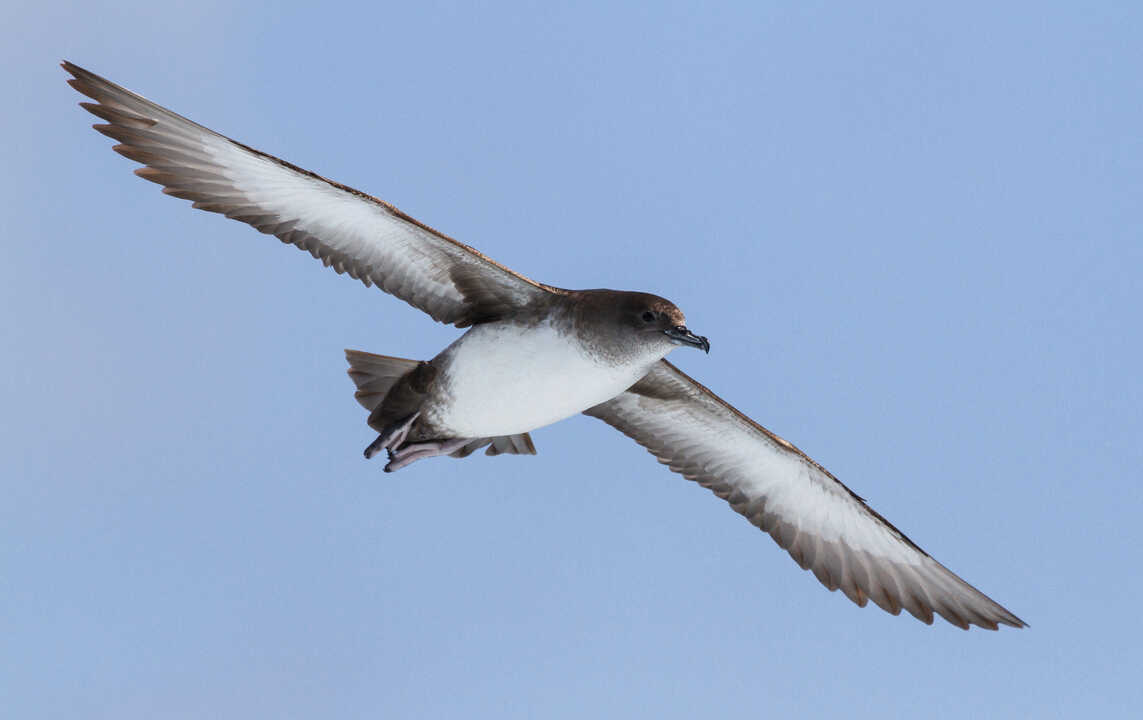 Pardela Balear ©Pep Arcos (7)